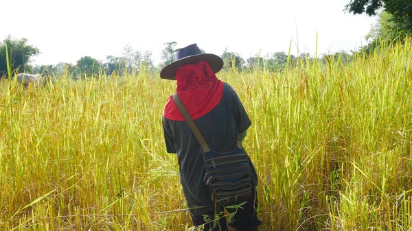 타이 농부 쌀에 신청에서 작업. — 스톡 사진