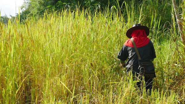 Thaise boer werken in rijst geplaatst. — Stockfoto