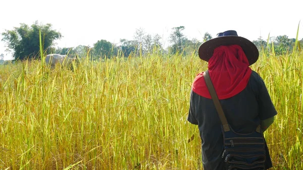 Fermier thaïlandais travaillant dans le riz déposé . — Photo