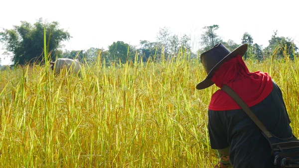 Тайский фермер, работающий на рисе . — стоковое фото