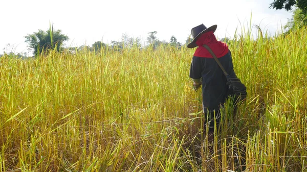 タイ農民の米に提出作業. — ストック写真