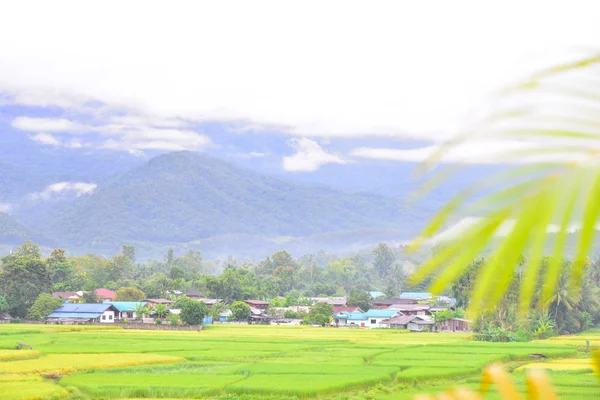 Verde rce presentada en Nan Tailandia . —  Fotos de Stock