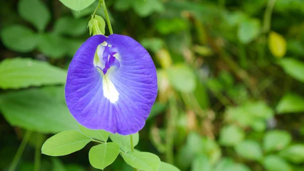 Flor de ervilha azul na folha verde . — Fotografia de Stock