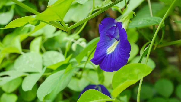 Blaue Erbsenblume auf grünem Blatt. — Stockfoto