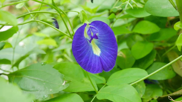 Blå ärt blomma på grönt blad. — Stockfoto