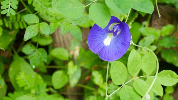 Blue pea flower on green leaf. — Stock Photo, Image