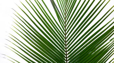 beyaz zemin üzerine yeşil ağaçlar.