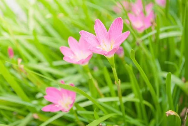 Pink flowers on green nature. — Stock Photo, Image