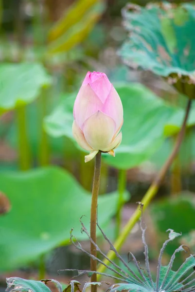 Kwiatów lotosu w przyrodzie. — Zdjęcie stockowe