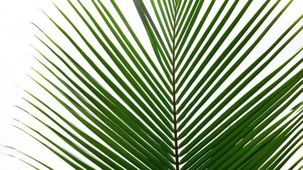 beyaz zemin üzerine yeşil ağaçlar.