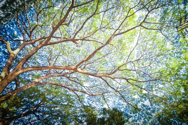 Verzweigte grüne Natur Hintergrund. — Stockfoto