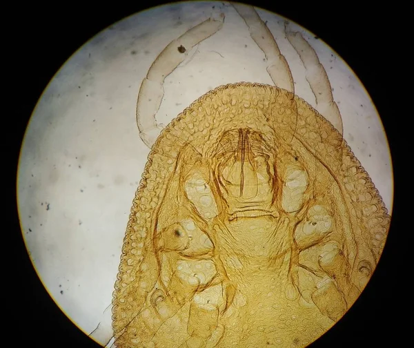 Najít makro zvířecích parazitů pod mikroskopem. — Stock fotografie