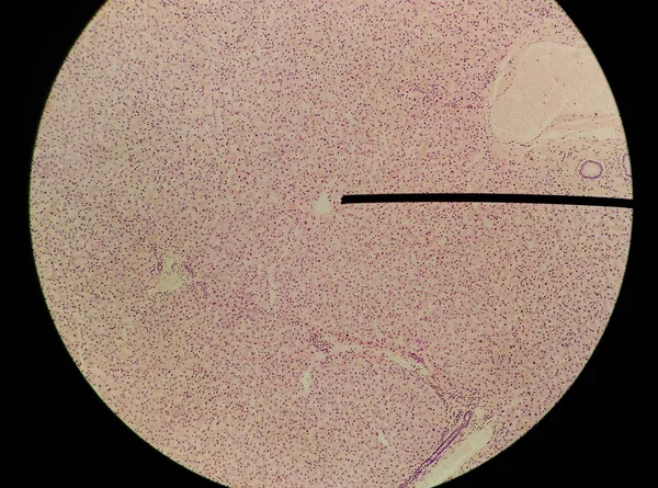 Glóbulos rojos ciencia médica antecedentes . —  Fotos de Stock