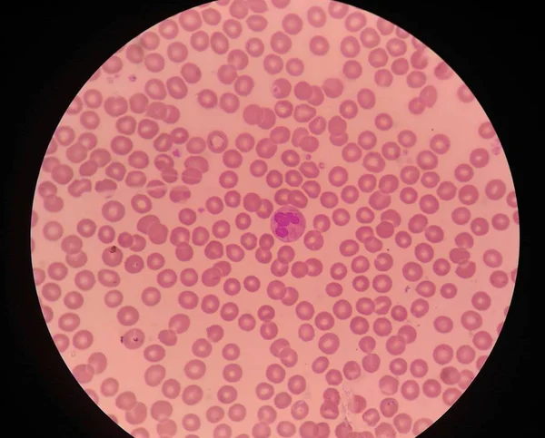 Glóbulos vermelhos ciência médica fundo . — Fotografia de Stock