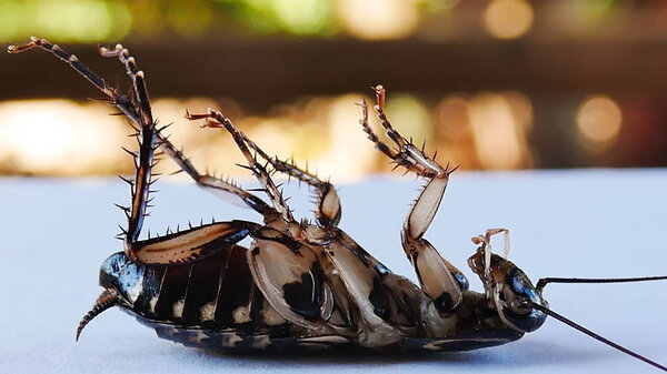 cockroach death on blur background.