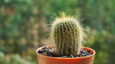 Güzel kaktüs çiçek üzerinde arka plan bulanıklık.