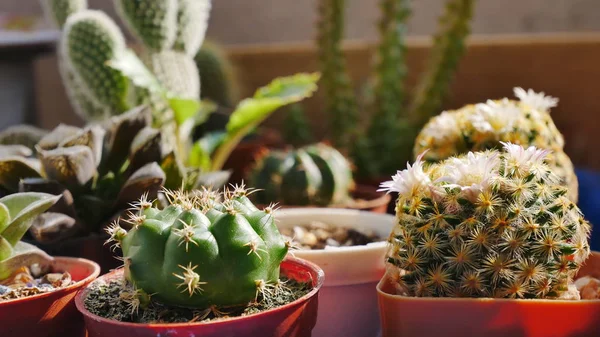 Vackra kaktus blommor på oskärpa bakgrund. — Stockfoto