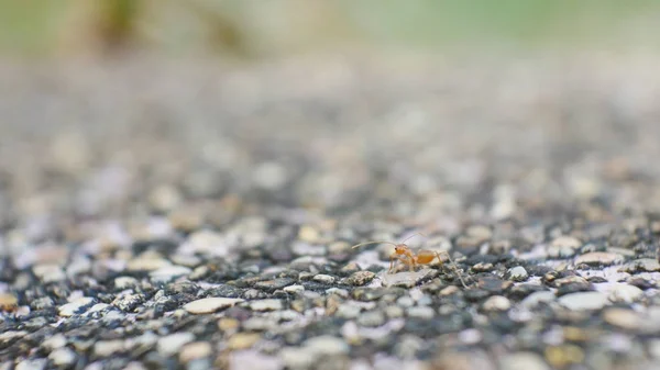 Suddig myror i naturen. — Stockfoto