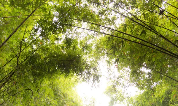 Forêt de bambous vert arrière-plan nature . — Photo