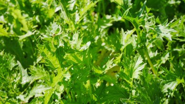 Tarım arazileri taze vagatable.