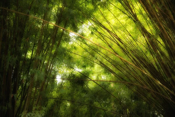 Tle natura Las zielony bambus. — Zdjęcie stockowe