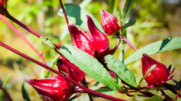 Červené roselle v přírodě. — Stock fotografie