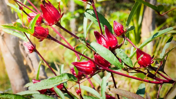 Doğada kırmızı roselle. — Stok fotoğraf