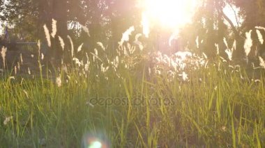 gün batımı özgeçmişlerine çimen. 