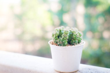 Fotoğraf güzel kaktüs.