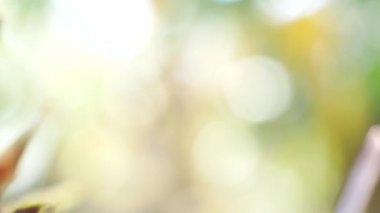 Doğa bokeh arka plan bulanık. 