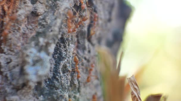 Ομάδα Των Μυρμηγκιών Στη Φύση — Αρχείο Βίντεο