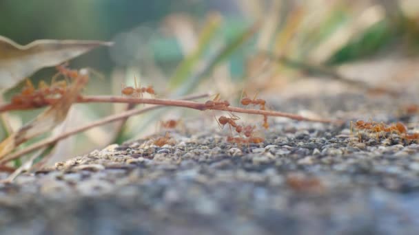 Group Ants Nature — Stock Video