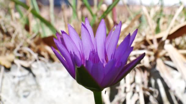 Flores Loto Naturaleza — Vídeo de stock