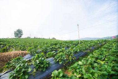 Yeşil doğa çilek çiftlik.