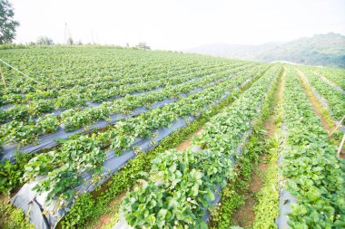 Yeşil doğa çilek çiftlik.