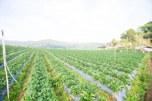 Yeşil doğa çilek çiftlik.