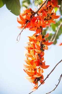 Doğa arka plan üzerinde piç Teak çiçekler.