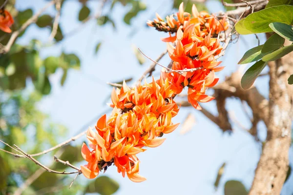 Bâtard Fleurs de teck sur fond de nature . — Photo