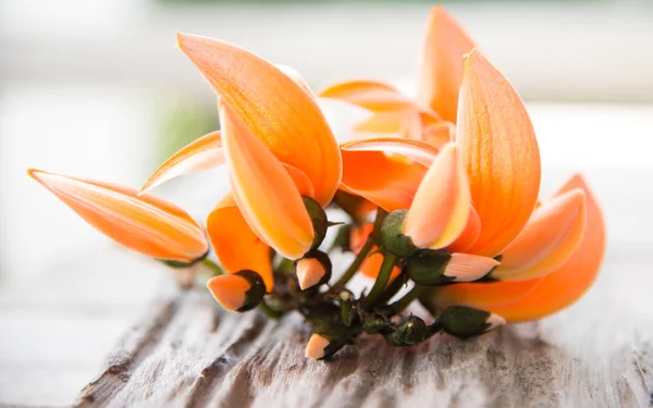 Bastardo Teak fiori su sfondo naturale . — Foto Stock