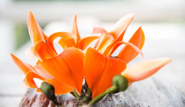 Bastardo Teak fiori su sfondo naturale . — Foto Stock