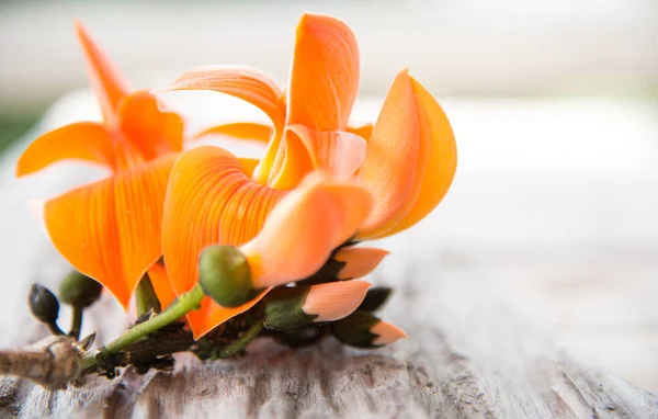 Bastardo Teak fiori su sfondo naturale . — Foto Stock