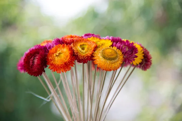 Gyönyörű virágok életlenítés háttér. — Stock Fotó