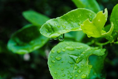  Yeşil yaprağa su damlası.