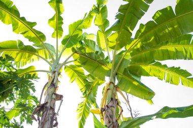 Muz ağacı doğada.