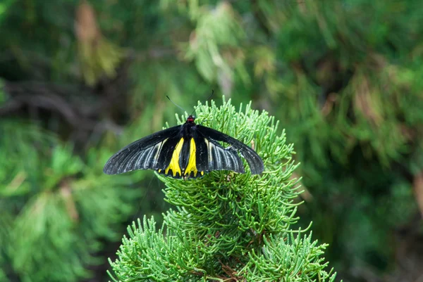 Butterfly in nature. — Stock Photo, Image