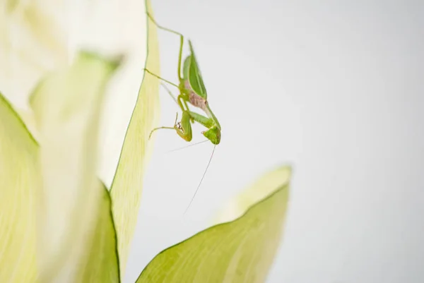 Cerca de la mantis en la naturaleza . —  Fotos de Stock