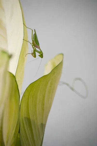 Närbild av mantis i naturen. — Stockfoto