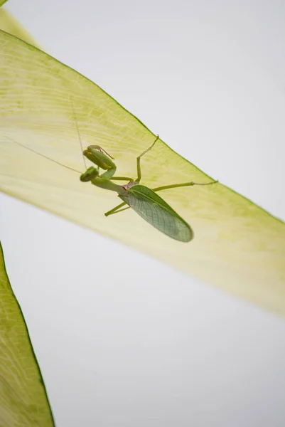 Cerca de la mantis en la naturaleza . — Foto de Stock