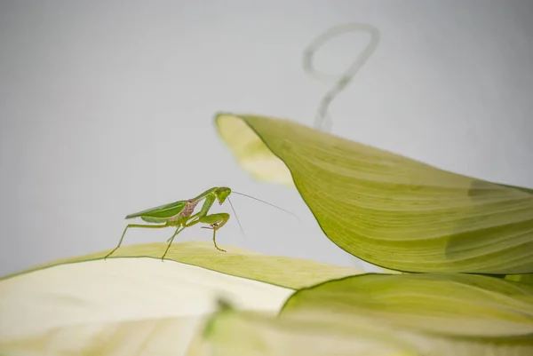 Cerca de la mantis en la naturaleza . —  Fotos de Stock