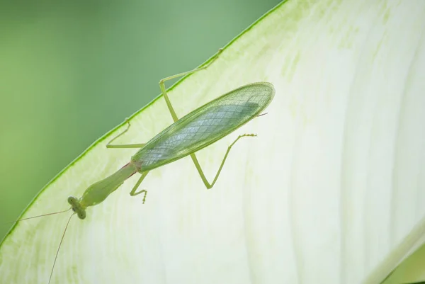 Detailní záběr mantis v přírodě. — Stock fotografie